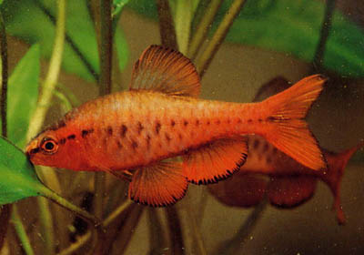 Puntius titteya